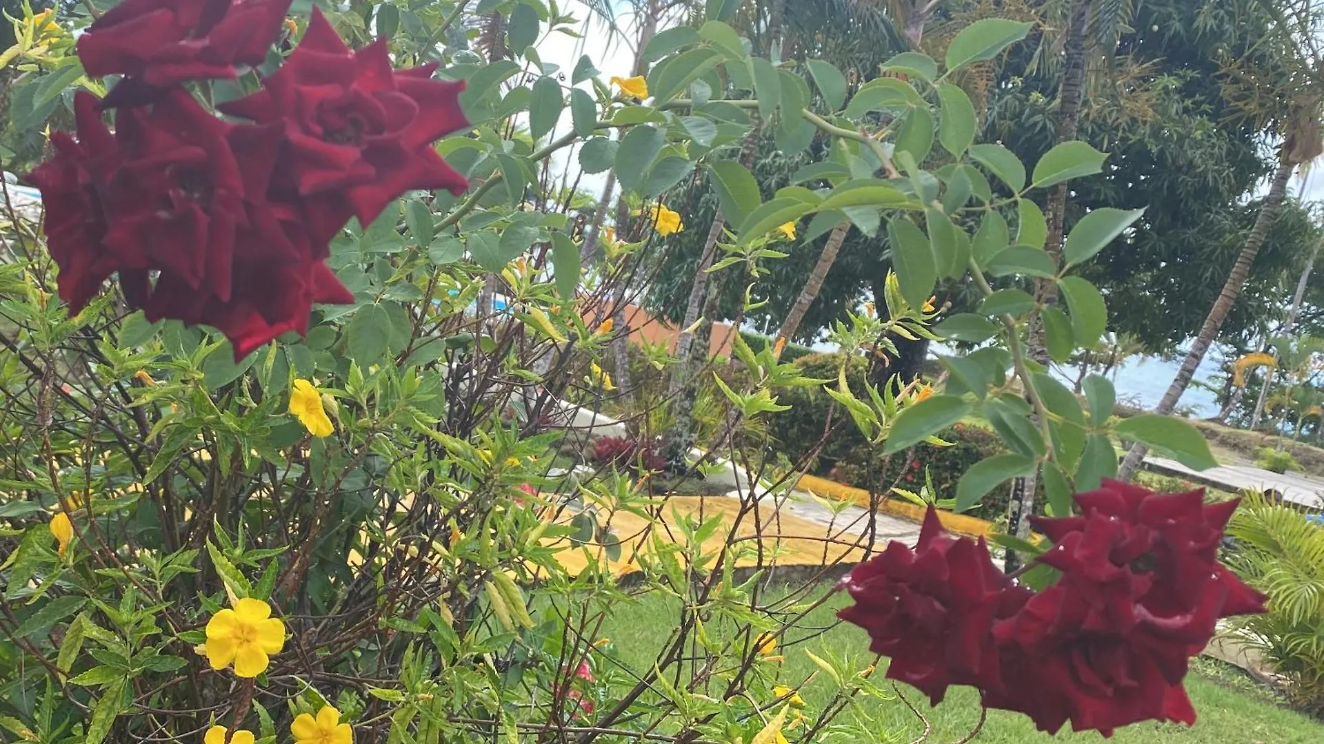 Villa Freddy Junior Samana Dominican Republic